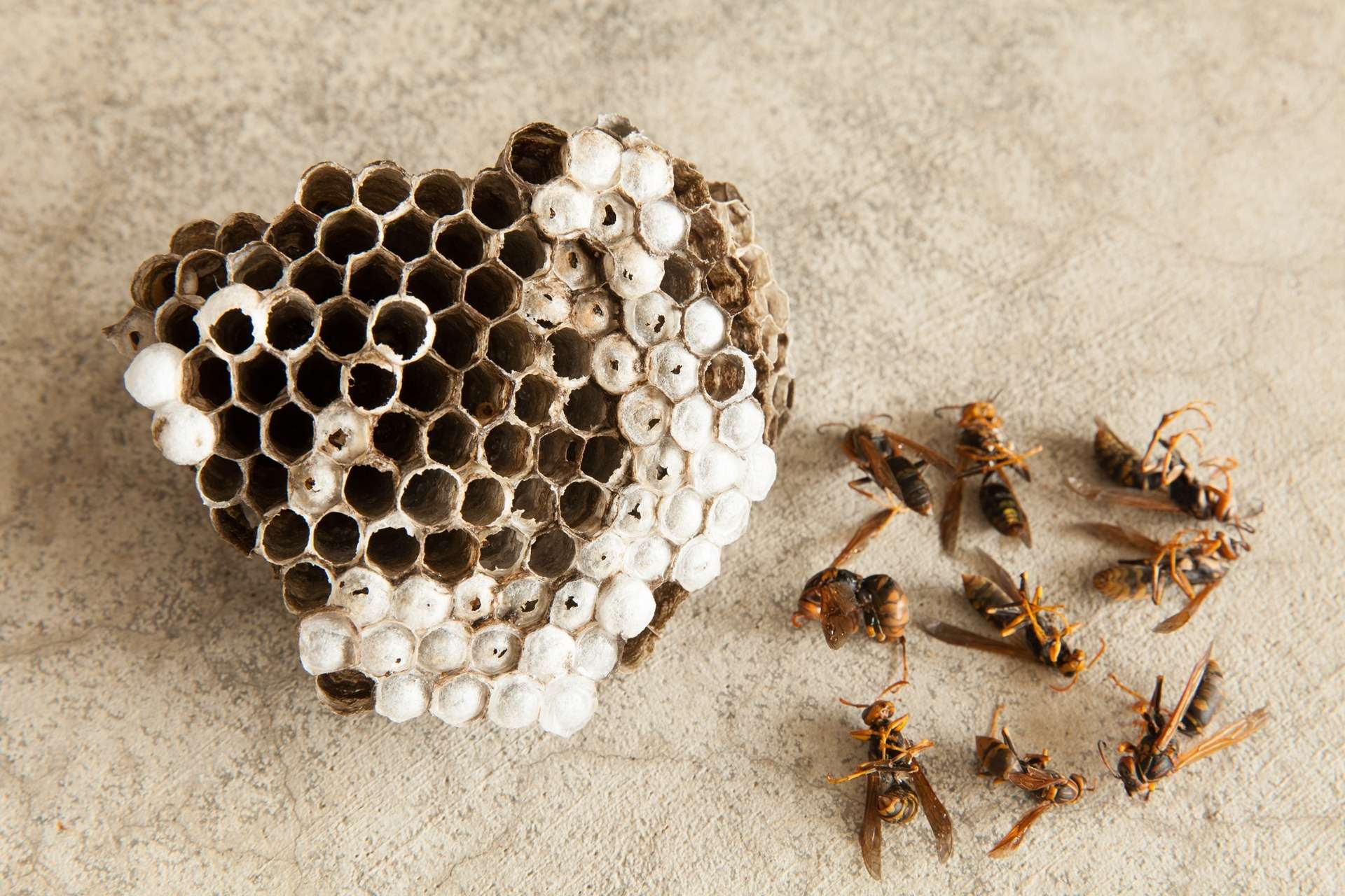 蜂は大きな健康被害をもたらす虫として知られております