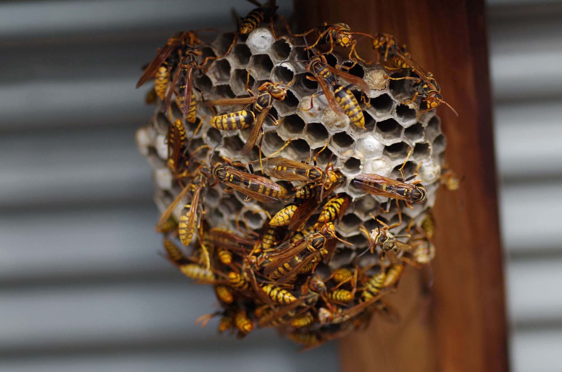  蜂の巣の駆除